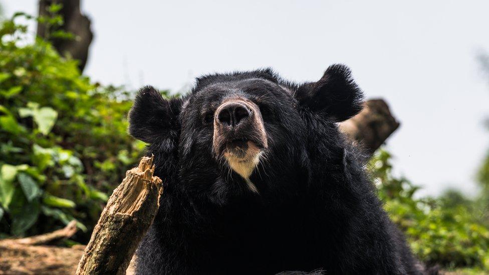 An Asian black bear