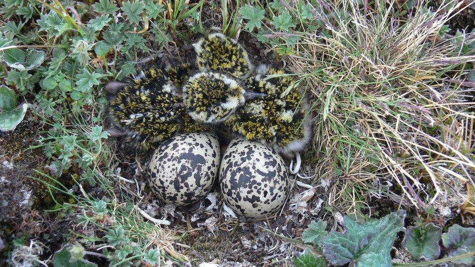 Chicks of American golden plover