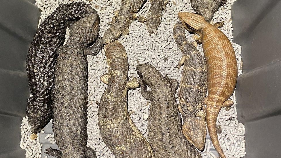 Captured Australian lizards