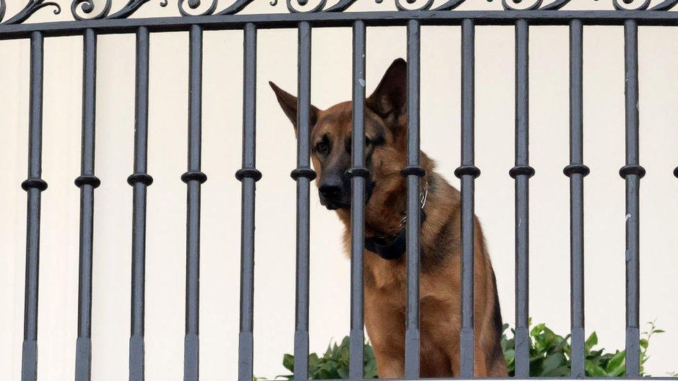 Commander, US President Joe Biden's dog, is seen sitting on the Truman Balcony at the White House