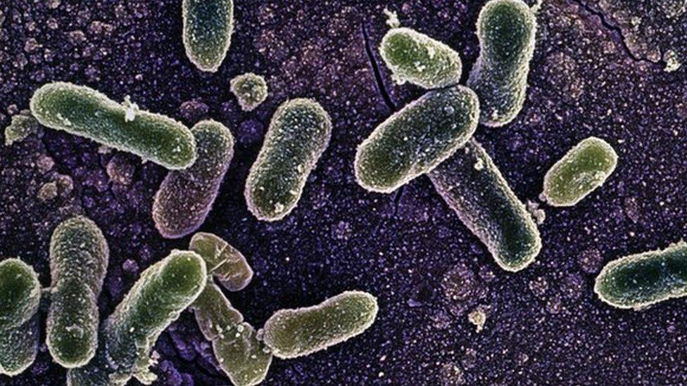 Salmonella Enteritidis bacterium