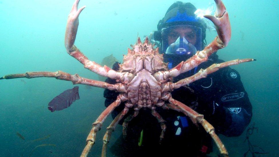 Japanese spider crab