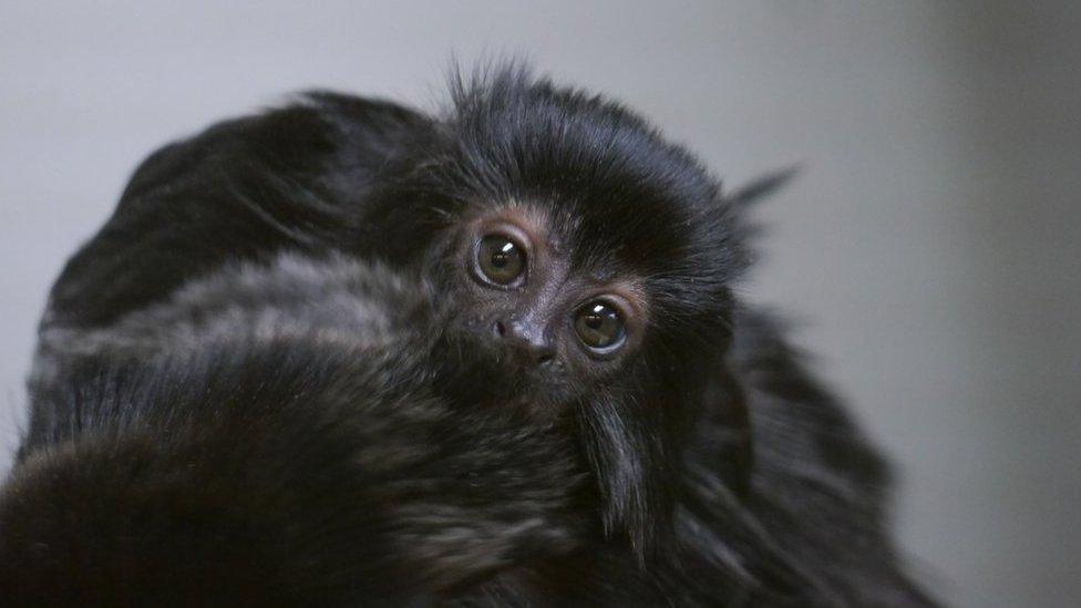 New baby Goeldi’s monkey at Newquay Zoo