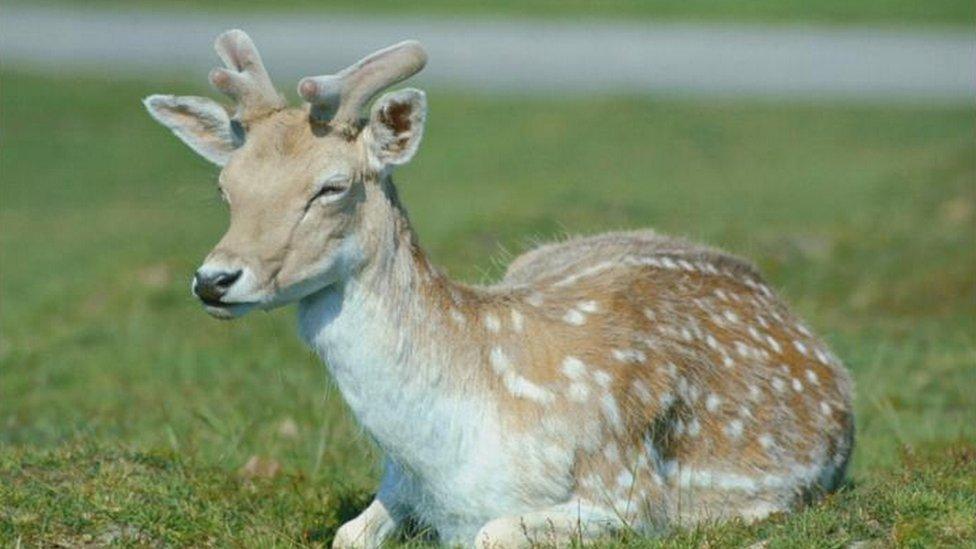 Fallow deer