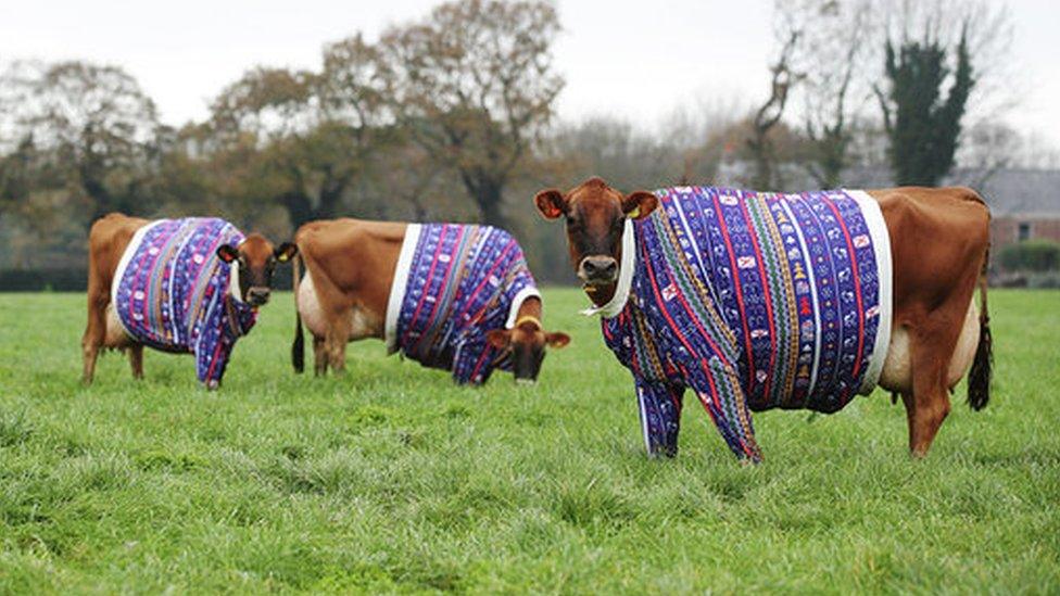 Jersey cows in christmas jumpers