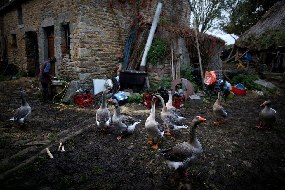 A farmyard with Laurence and several geese