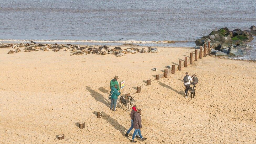 Public on Horsey beach where seal colony can be seen