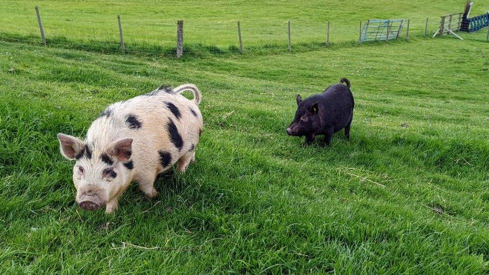 Two pigs running in a field