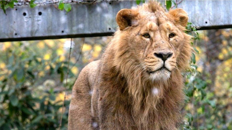 Male lion