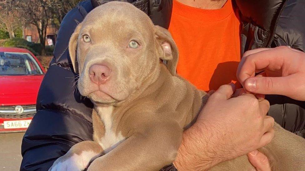 Cairo, an American Bulldog, was missing for two days