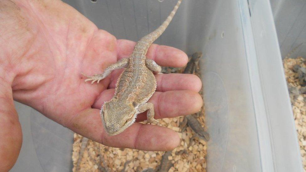 One of the bearded dragons