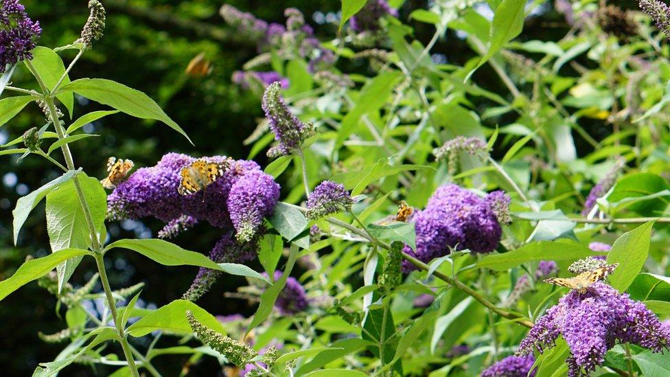 Painted lady butterflies