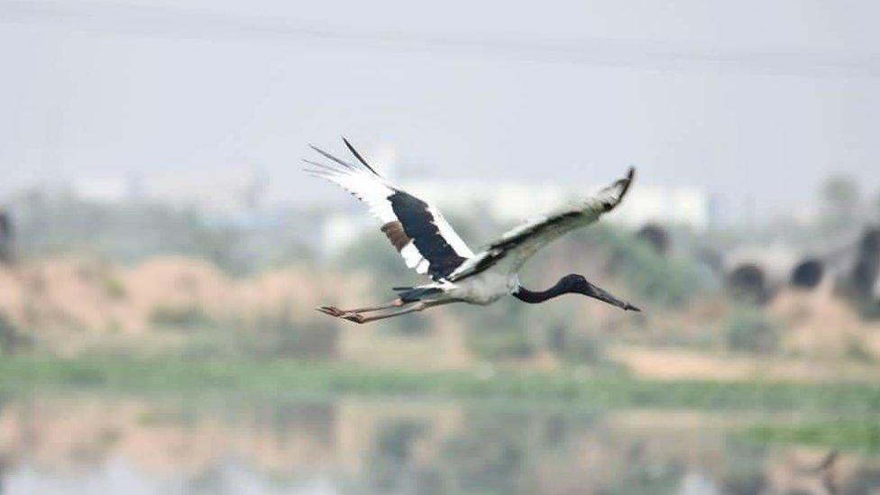 The stork is seen flying