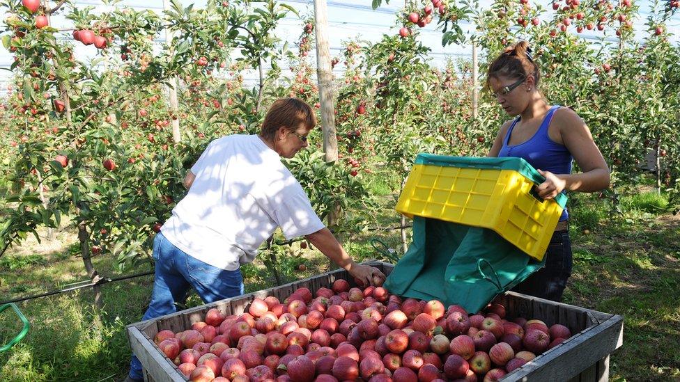 Apple orchard in Beaumont-Pied-de-Boeuf, western France, 23 Sep 13