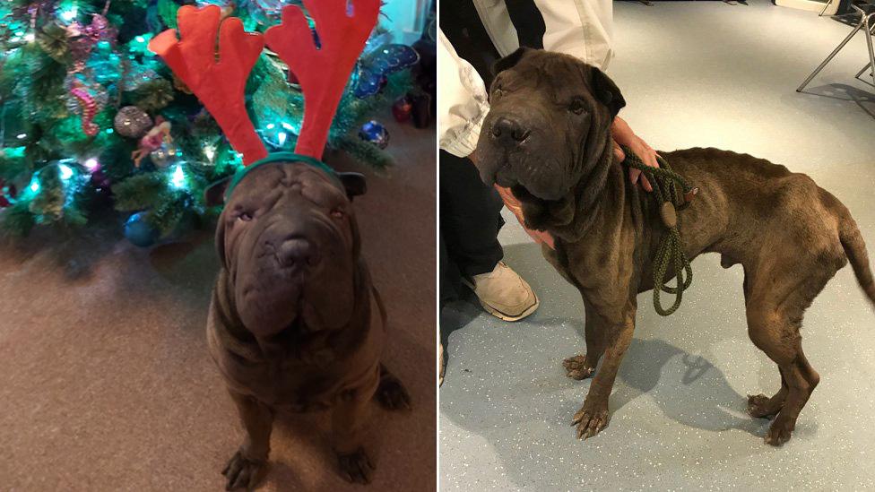 Shadow wearing Christmas reindeer antlers and Shadow looking emaciated after he was rescued