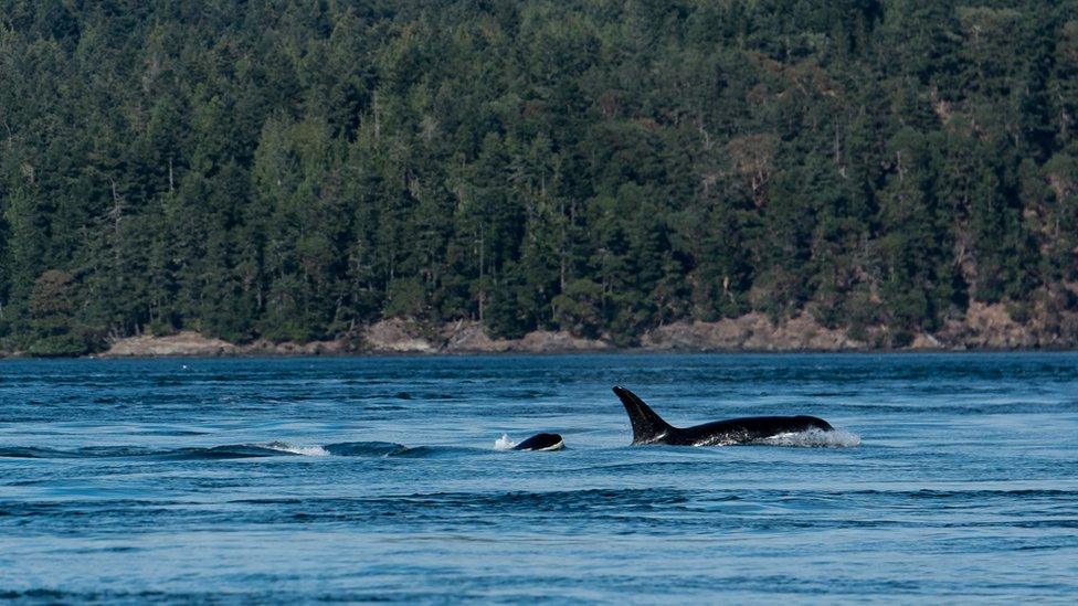 Two orcas fins poke above the waters of Salish Sea, in July 2016 in San Juan Island, Washington, United States