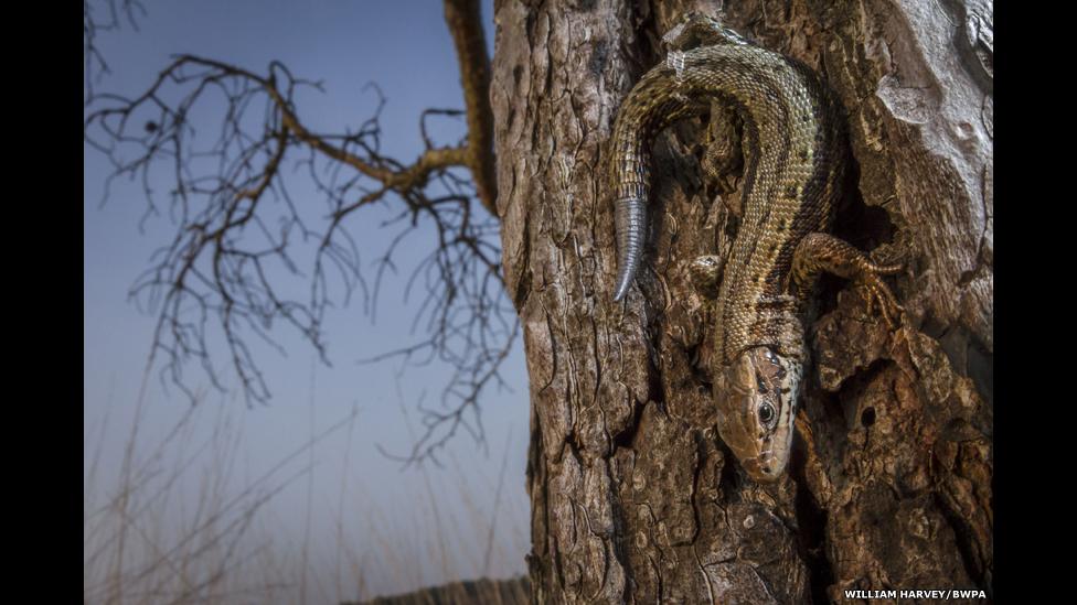 Common Lizard.