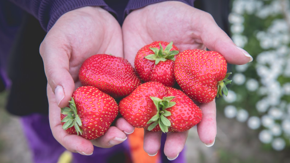 Two hands full of strawberries