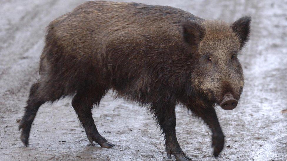 A wild boar.