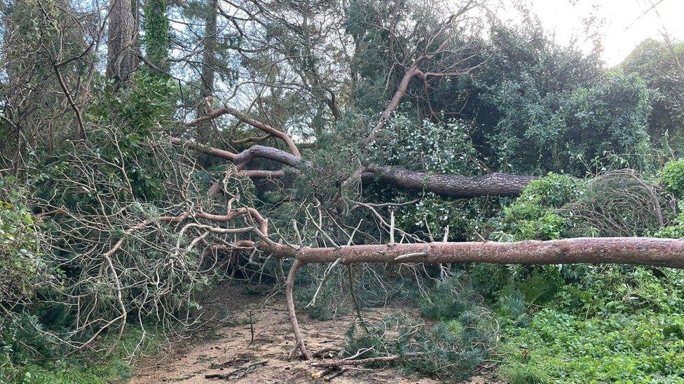 Railway Walk blocked by trees