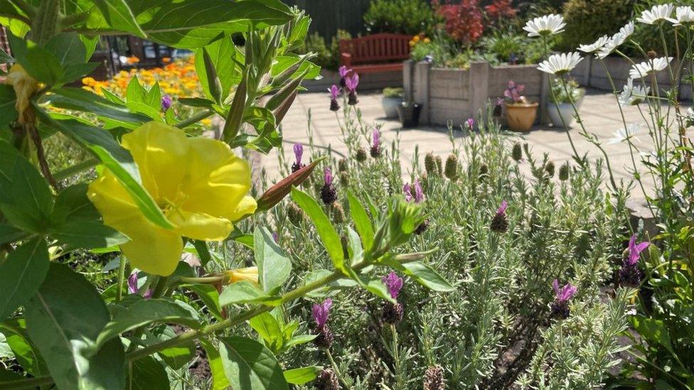 Flowers in community garden