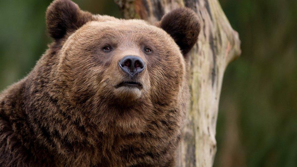 European brown bear