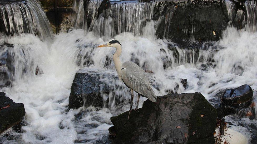 Magdalena Palle caught this heron surveying the waters in Cardiff's Roath Park