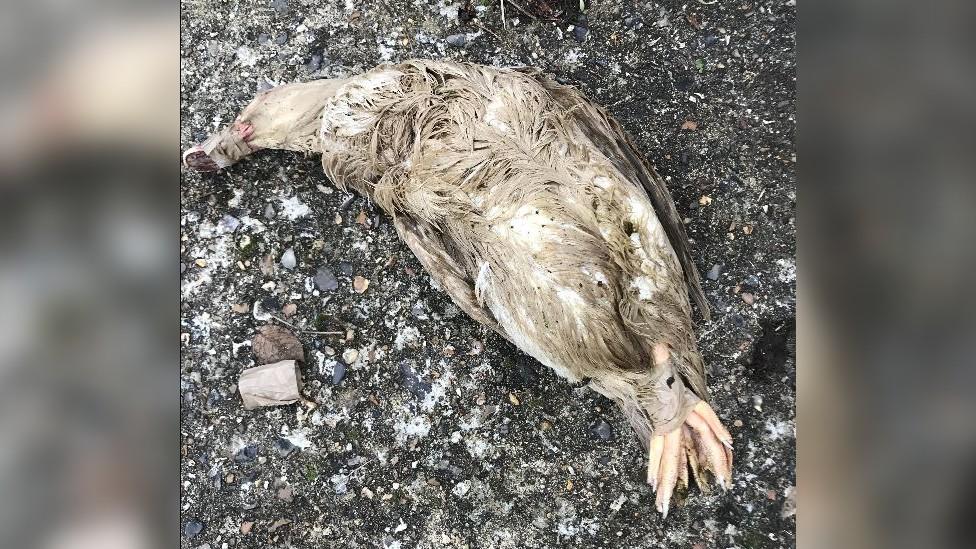 Duck found dumped in Bracknell