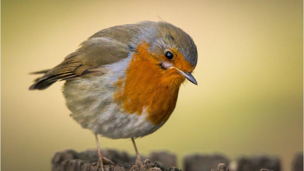 Robin