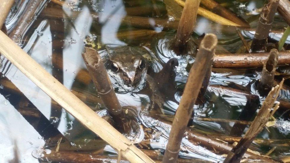 Frog in water