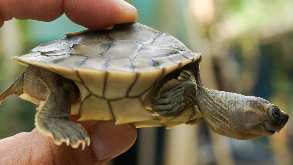 the Burmese roofed hatchling, also known as the smiling turtle