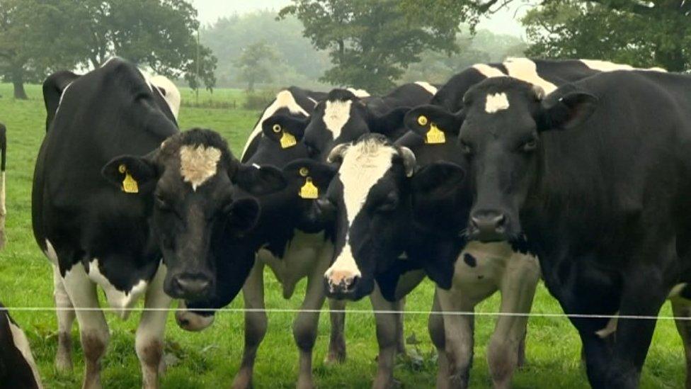 Cows