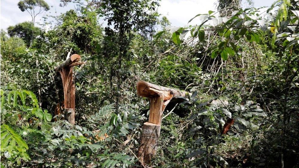 felled trees in para state