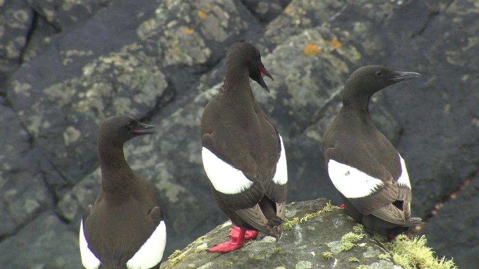 Guillemots