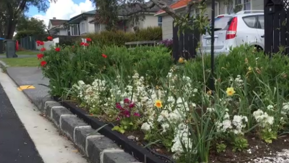 A verge garden full of plants