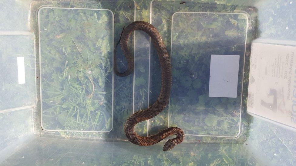 The tiger snake was removed by a professional snake catcher after is slithered into a suburban home