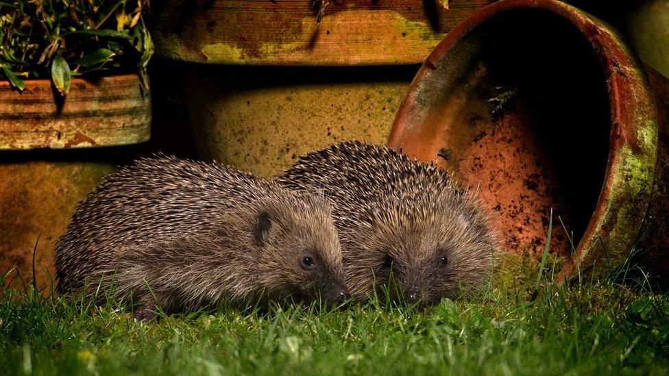 Hedgehogs