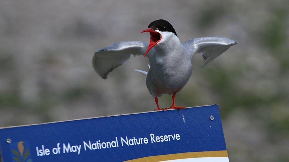 Isle of May tern