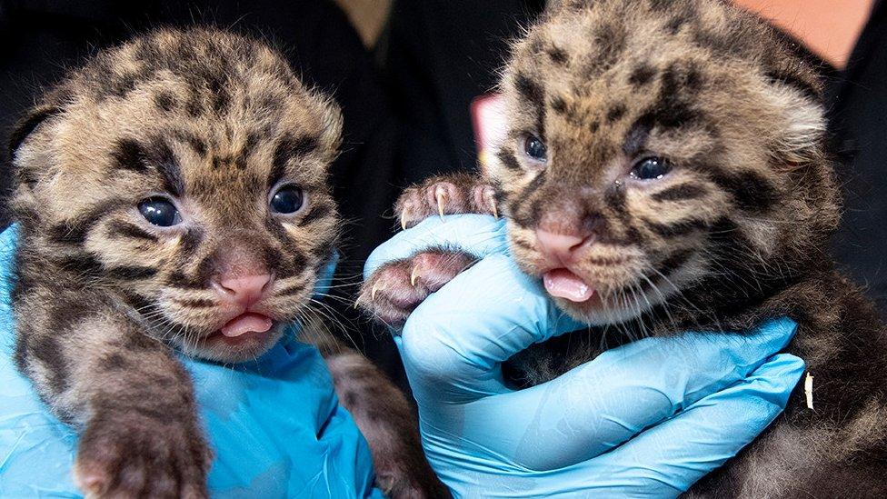 Zookeepers at Zoo Miami hold up the two kittens