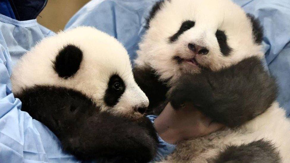 Twin pandas.