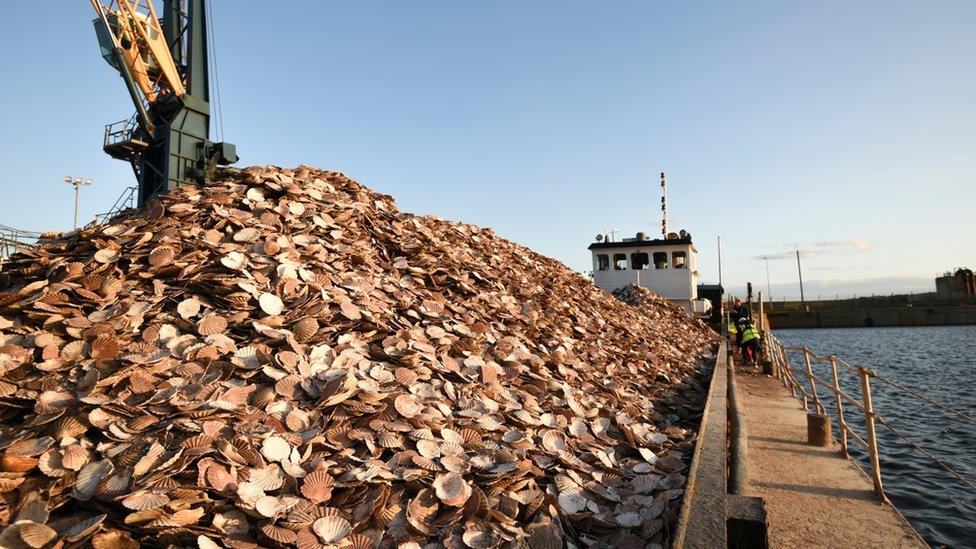 Some 10,000 oysters before their release