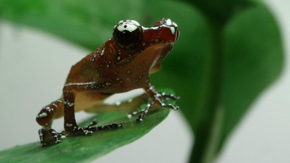 frog sat on a leaf