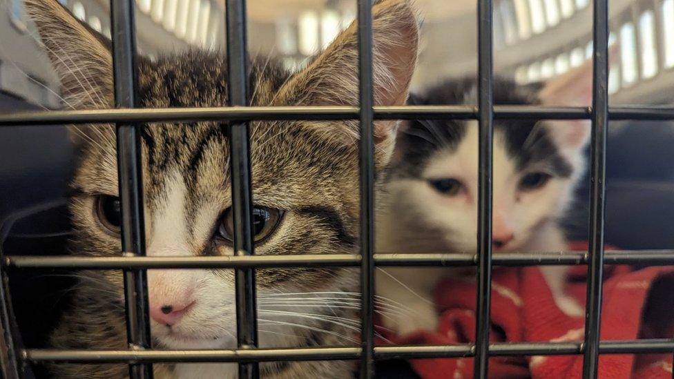 Two kittens, a tabby and a black and white cat