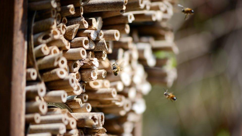 bee-hotel.