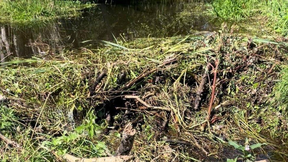 A photo of a dam built by a beaver