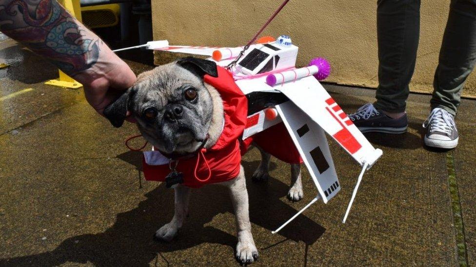 X-Wing pug