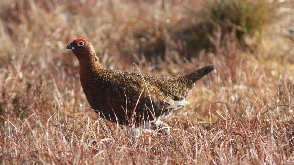 Irish red grouse