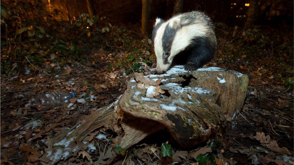 A badger at night