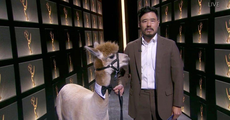 Randall Park and an alpaca