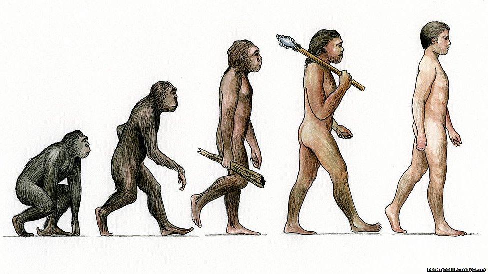 Evolution of man